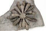 Jurassic Fossil Urchin (Firmacidaris) - Amellago, Morocco #217836-1